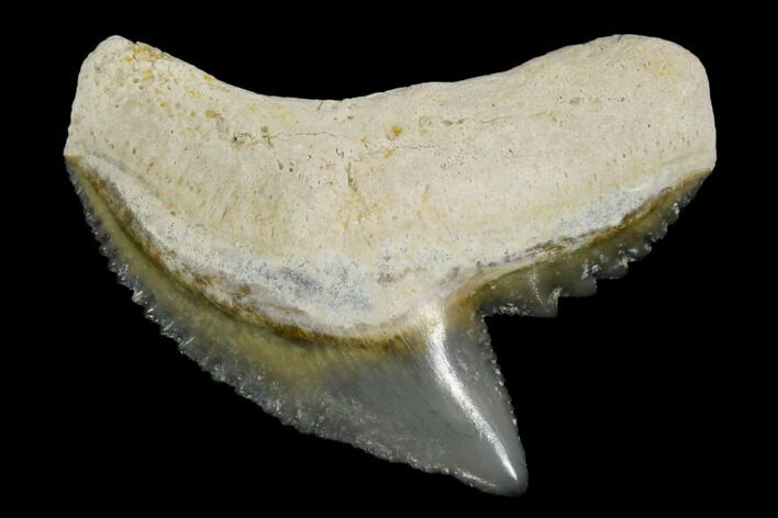 Fossil Tiger Shark Tooth - Bone Valley, Florida #113875